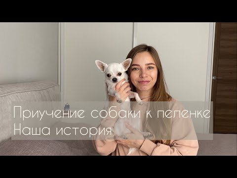 Видео: Приучение собаки к пеленке | Наша история