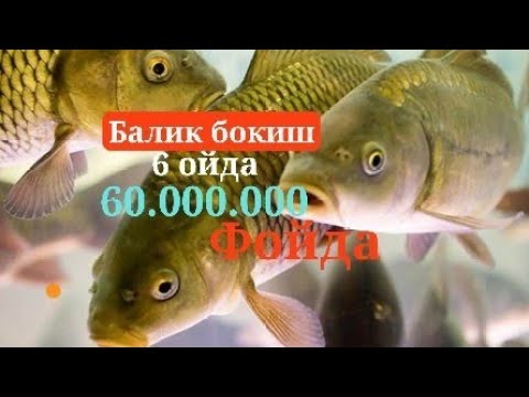Видео: Балик бокиш 6 ойда йетиштириш маслахат Тел +9988