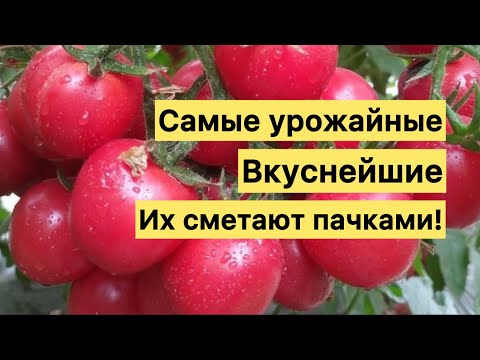 Видео: Эти ТОМАТЫ плодоносят ОГРОМНЫМИ ГРОЗДЬЯМИ при любых погодных условиях дают огромный урожай