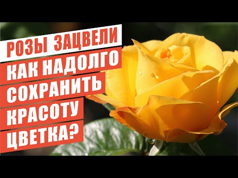 Видео: КАК НАДОЛГО СОХРАНИТЬ КРАСОТУ ЦВЕТКА И ПРОДЛИТЬ ЦВЕТЕНИЕ РОЗЫ?