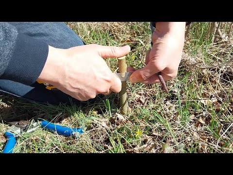 Видео: Странично присаждане - как и защо се прави