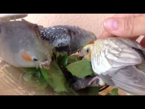 Видео: 11-5 Ручные кореллы. Я и мои выкормыши. Советы по содержанию попугаев кореллы от Марты.