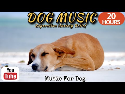 Видео: 20 часов любимой музыки собак🐶💖Музыка для сна собак 🐶🎵 Музыка для снятия беспокойства при разлуке🎵
