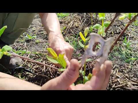 Видео: Результаты обрезки жимолости на пенёк. Цветение АВРОРЫ!