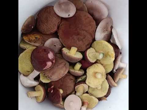 Видео: Снова осень