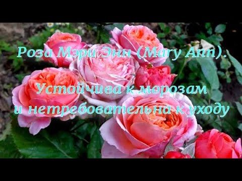 Видео: Роза Мэри Энн (Mary Ann).Устойчива к морозами нетребовательна к уходу. Питомник растений Е. Иващенко