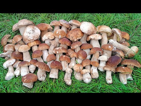 Видео: МРІЯ ГРИБНИКА здійснилась — я попав у грибну казку 🍄‍🟫 Поляни Білих Грибів 🍄‍🟫