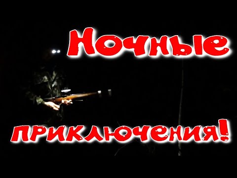 Видео: Ночная охота барсука превратилась марафон событий вначале лось потом барсук медведь и неведомо ЧТО 