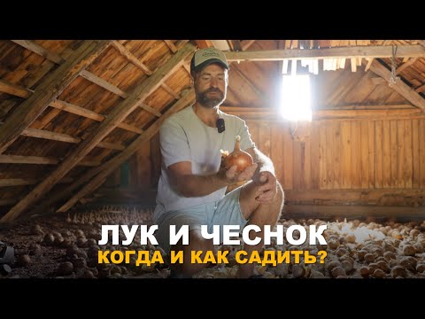 Видео: ПОСАДКА ОЗИМОГО ЛУКА И ЧЕСНОКА. В какие сроки лучше сеять лук и чеснок под зиму.