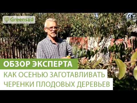 Видео: Как осенью заготавливать черенки плодовых деревьев