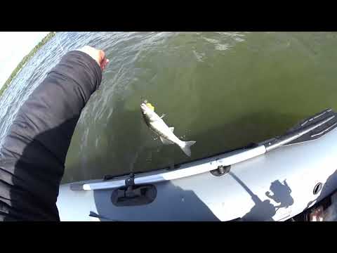 Видео: Крупная щука ломает крючки | Рыбалка на Вазузском водохранилище