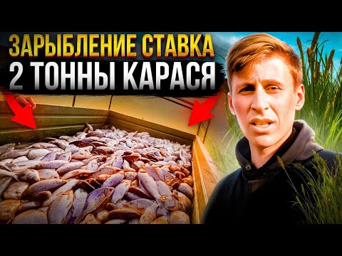 Видео: Зарыбление ставка , 2 ТОННЫ карася , вносим известь и варим раков )