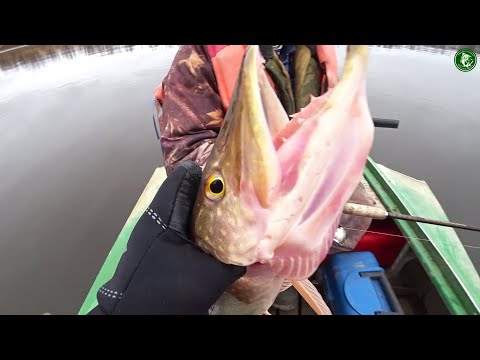 Видео: В ЭТОЙ ЯМЕ НАШЛИ ЩУКУ! КАК ОБЫЧНО ПЕРЕД ОТЪЕЗДОМ НАЧИНАЕТ КЛЕВАТЬ! РЫБАЛКА НА ДЖИГ В КОНЦЕ ОКТЯБРЯ!