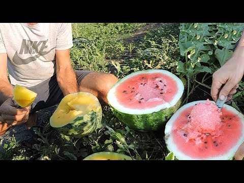 Видео: 🍉Дегустируем 12 видов Арбузов и Дынь от Clause. Какие стоит выращивать?