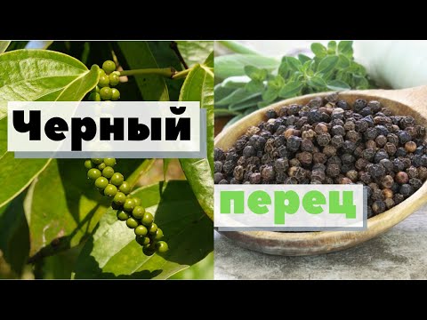 Видео: Черный перец | Как это сделано | Black pepper