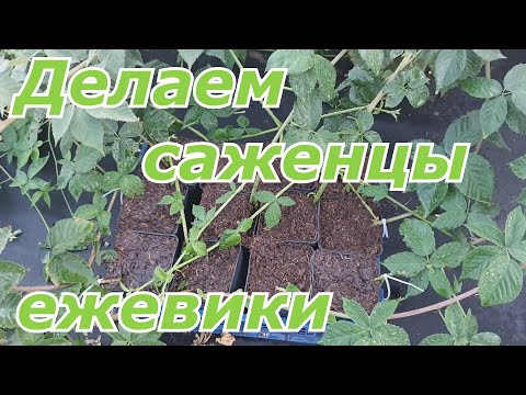 Видео: Как сделать осенний саженец ежевики. Наличие сортов на осень 2020 года!