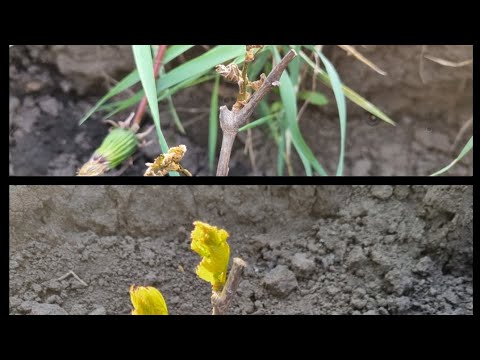 Видео: Вот этот способ укрытия винограда от возвратных заморозков мне очень понравился,виноград без потерь