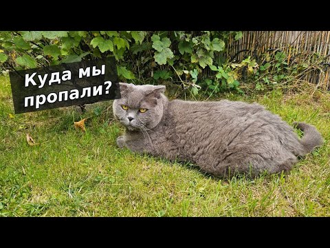 Видео: Куда мы пропали / Смешные животные / британские коты