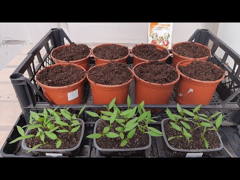 Видео: Пикирование перцев спустя 18 дней после посева семян