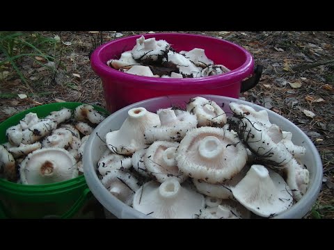 Видео: Нашествие Настоящего Сырого Груздя! Сентябрь 2020!