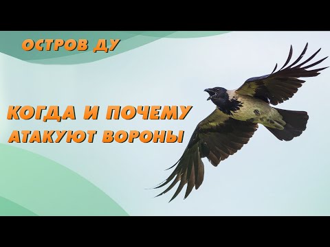 Видео: Вороны атакуют! Почему вороны нападают на людей? | Остров Ду с Еленой Вахромеевой – Добры канал
