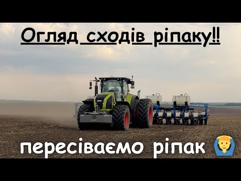 Видео: Сходи ріпаку отримано💪 але не все так просто. Мусимо пересіяти одну площу 🤷‍♂️