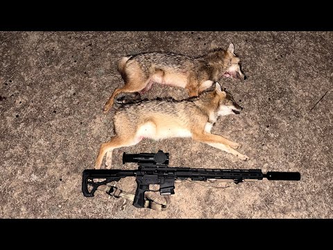 Видео: Два вечера охоты на шакала в Волгоградских степях. Прицел Sytong XM06-50LRF, карабин R-715 . 223rem.