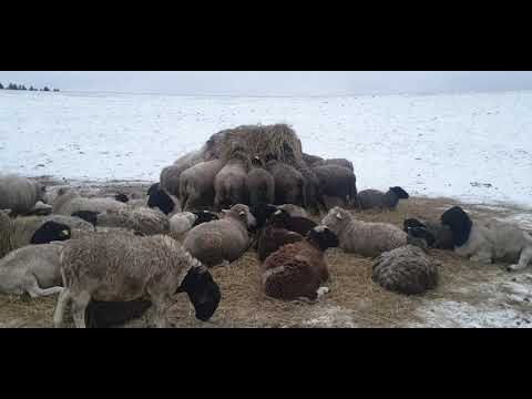 Видео: Помесь Дорпера/ выгода и окупаемость Племенного барана/ расчёт на пальцах