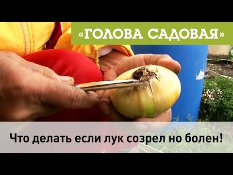 Видео: Голова садовая - Что делать если лук созрел но болен!?