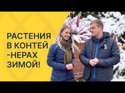 Видео: Как сохранить растения в контейнерах зимой