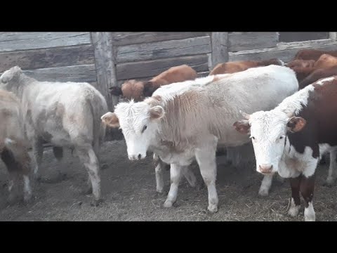 Видео: Ақбас әулиекөл патсостар 87058298287