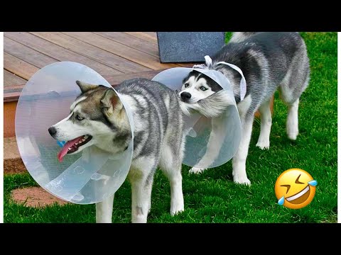 Видео: САМЫЕ СМЕШНЫЕ хаски | Обычные собаки против хаски 🤣 | 10 минут лучших видео