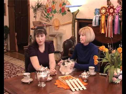 Видео: Питомник кошек породы курильский бобтейл / Kurilian Bobtail cats