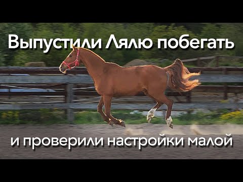 Видео: Уютный вечер с Лялей и Хатхор