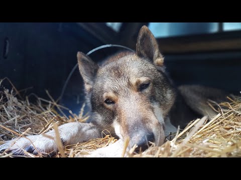 Видео: С лайками без навигации