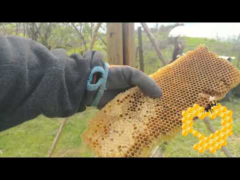 Видео: розбираю дупло.причина загибелі.розміри чарунок і стільників#бджоли #мед #пасіка