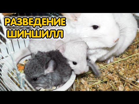 Видео: Шиншиллы – разведение и уход