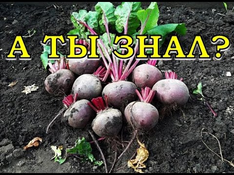 Видео: Выкапываем СВЕКЛУ на хранение🌰🌰🌰