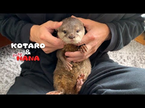 Видео: Выдра Хана в детстве