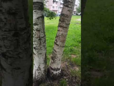 Видео: Пробои, на примере Марины Малини