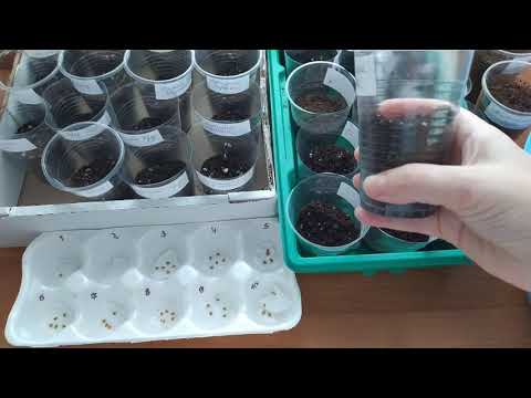 Видео: Посев  ТОМАТОВ без пикировки.Любимый и проверенный способ/Sowing tomatoes without picking