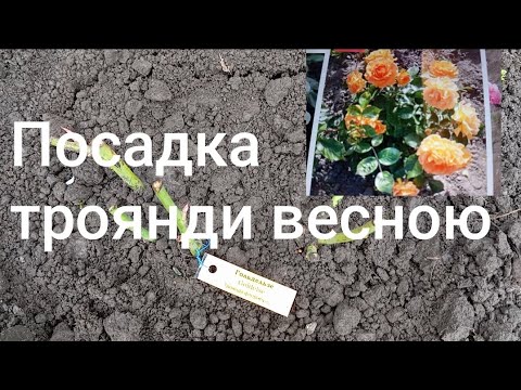 Видео: 🌹🤩Посадка троянди весною з відкритою кореневою системою.