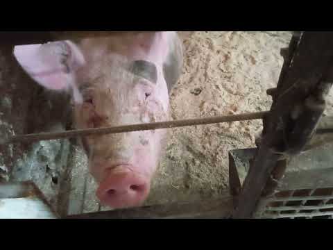 Видео: Тихая охота у свиней.Моника пришла в охоту.🐷