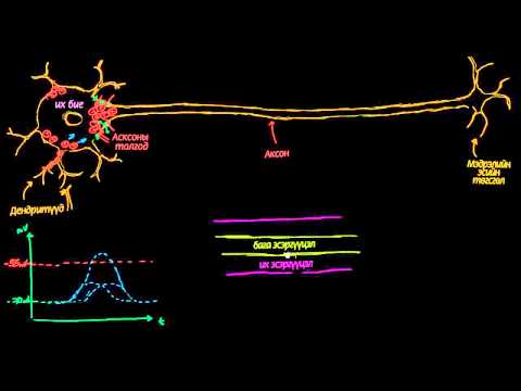Видео: Мэдрэлийн эсэд үсрэлт маягаар сэрэл дамжих механизм