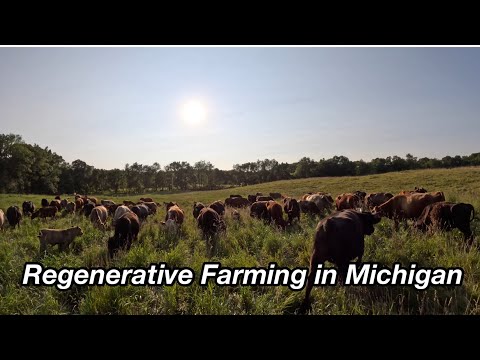 Видео: 84 дня и всё ещё рассчитываем на первый севооборот | Неселективный выпас, кардинально меняющий пр...