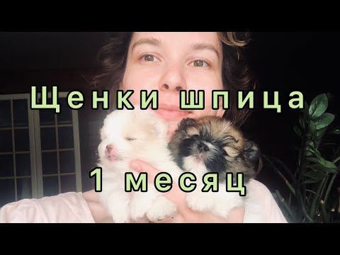 Видео: Щенкам Шпица 1 месяц / Пробуем кашу впервые