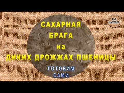 Видео: Сахарная брага на диких дрожжах пшеницы.