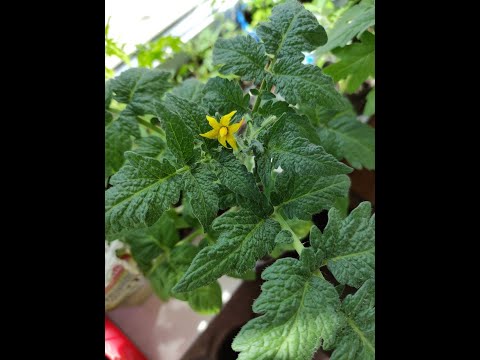 Видео: Обзор рассады на 29 апреля