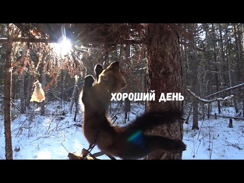 Видео: ПОКА САМЫЙ ЛУЧШИЙ ДЕНЬ!!! ТАЙГА ЖИВЁТ!!!