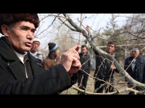 Видео: Олмага баҳорги шакл  бериш амалиёти